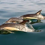 Mare شقة *